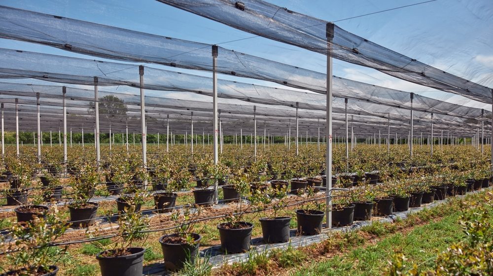 Mreže, rakete, top: Koja zaštita od grada je najefikasnija? 1