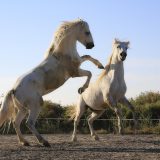 Najsmrtonosnija životinja Australije – nije zmija, nije pauk 2