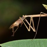 Ogroman insekt-grančica dug 40 santimetara otkriven na australijskoj visoravni (VIDEO) 13
