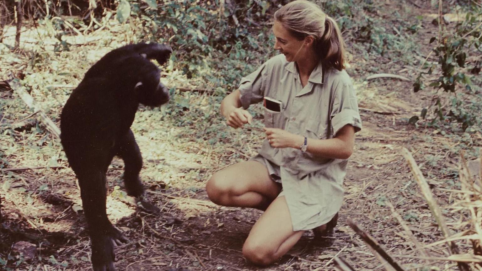 'Drže se za ruke, grle i ljube': Žena koja je promenila naše viđenje šimpanzi - i ljudi 1 Džejn Gudal sa šimpanzom