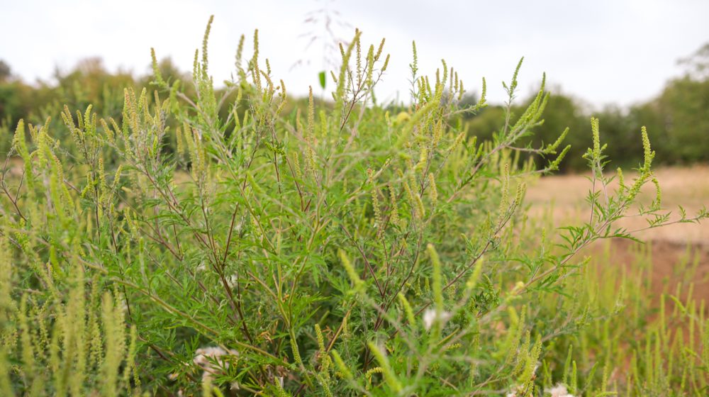 Rekordna koncentracija ambrozije u Beogradu, najviša od kada se vrši monitoring 1