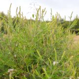 Kreni-promeni: Više od 45.000 građana potpisalo peticiju o zaustavljanju širenja ambrozije 5