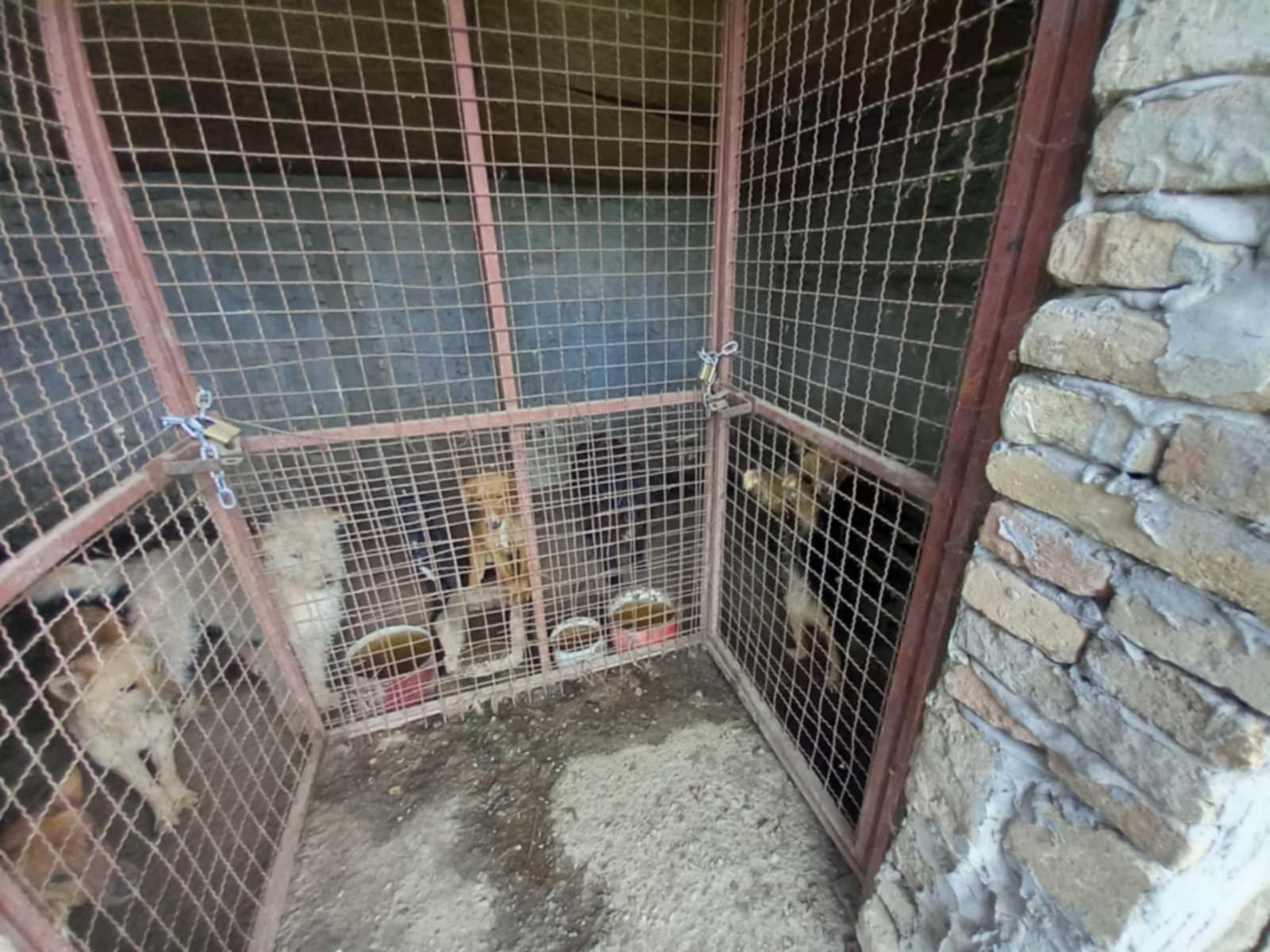 Uznemirujući prizor "karantina" za pse nadomak Novog Bečeja: Aktivisti i građani tvrde da nadležni ignorišu njihove apele 4 „karantin“ za pse nadomak Novog Bečeja