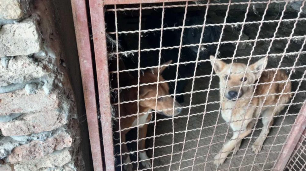 „karantin“ za pse nadomak Novog Bečeja