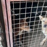 „karantin“ za pse nadomak Novog Bečeja