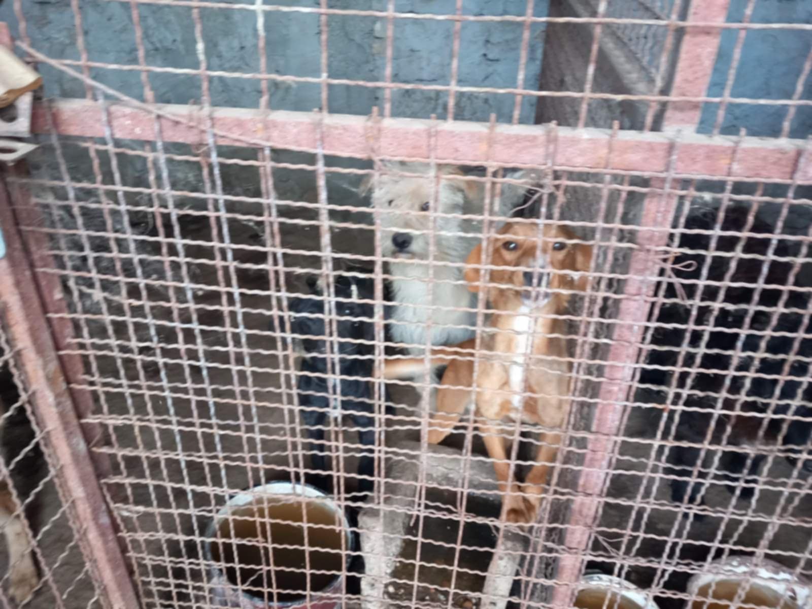 Uznemirujući prizor "karantina" za pse nadomak Novog Bečeja: Aktivisti i građani tvrde da nadležni ignorišu njihove apele 3 „karantin“ za pse nadomak Novog Bečeja