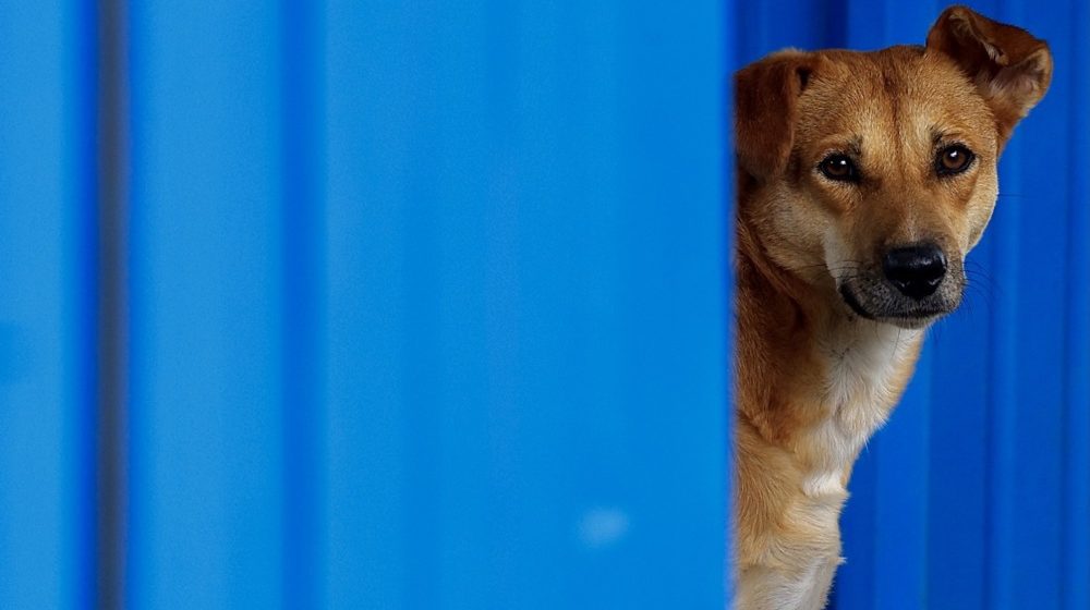 pas, životinje, prava