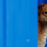 pas, životinje, prava