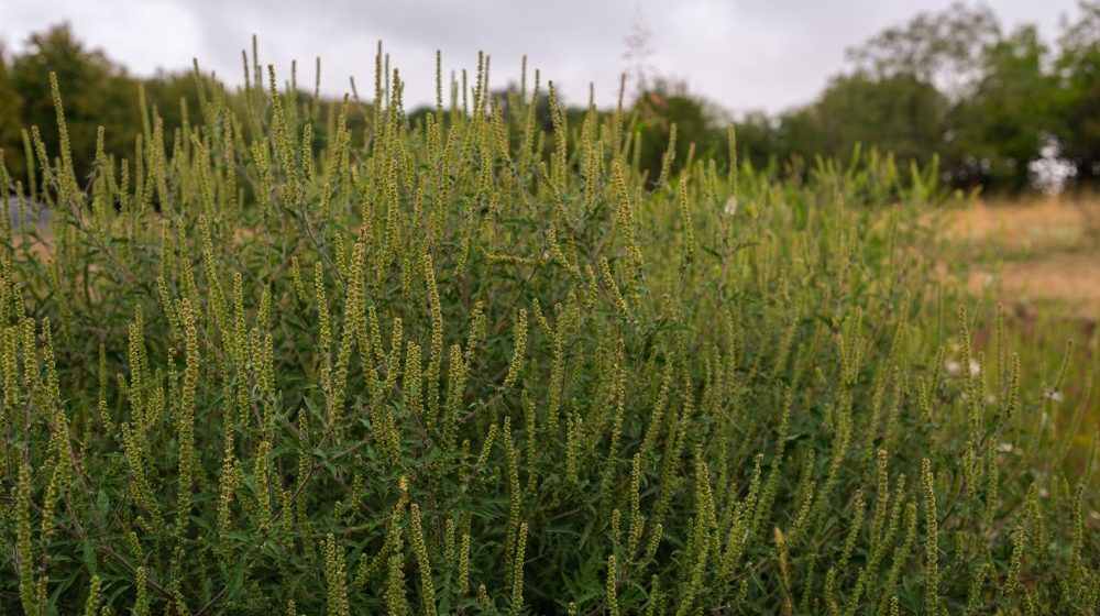 Kreni-Promeni predao peticiju: 50.000 potpisa za rešenje ambrozije 1