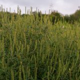 Kreni-Promeni predao peticiju: 50.000 potpisa za rešenje ambrozije 11