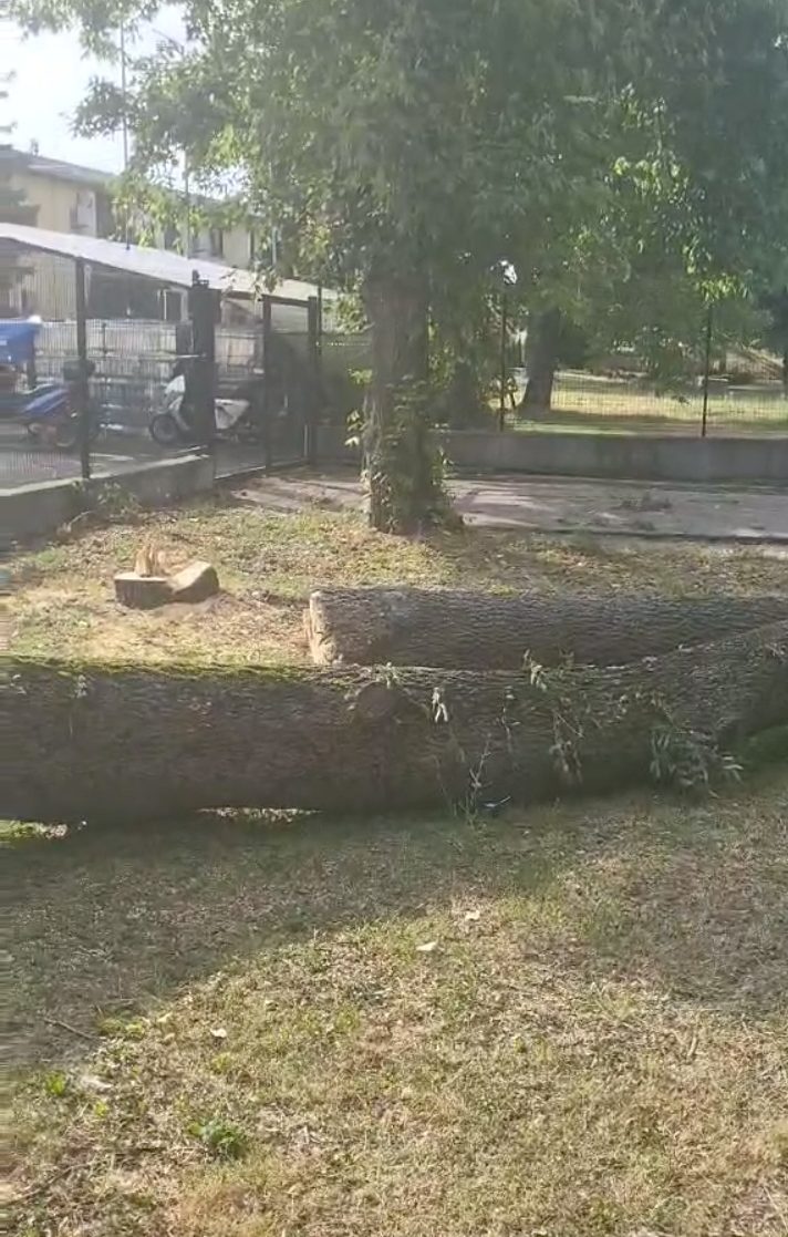 Nema građevinske table, investitor seče drveće: Nikla gradnja u okviru kompleksa nekada čuvene banje Palanački Kiseljak 2