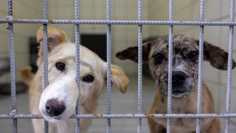 Nacrt zakona o dobrobiti životinja: Šta bi moglo da se promeni za napuštene pse 3 psi u prihvatilištu