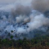 Tropske šume nestaju rekordnom brzinom 5