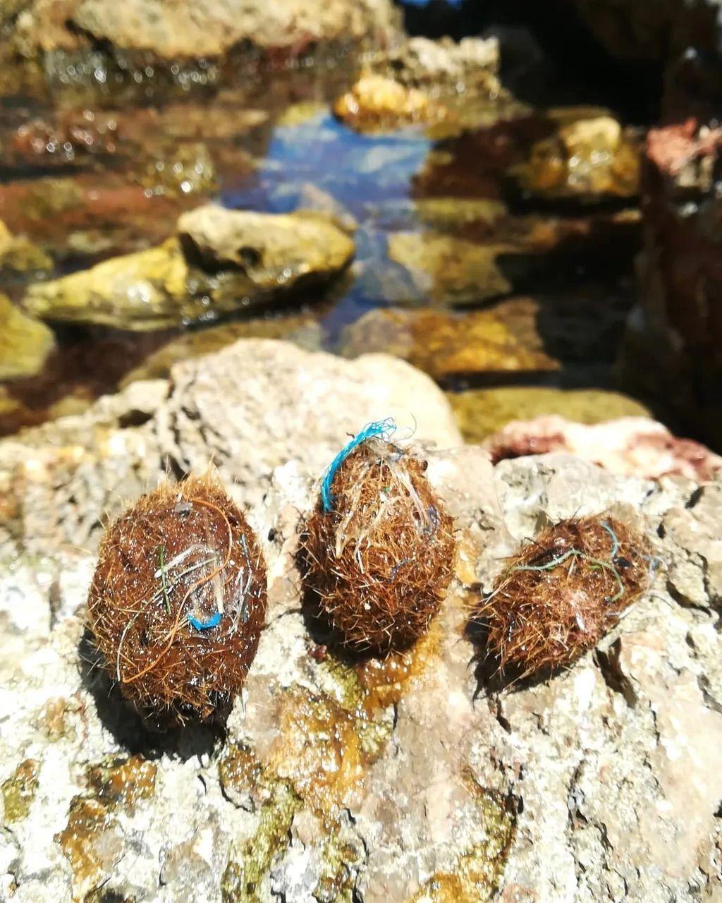 Lišće morskih cvetnica gusto zbijeno u kuglama hvata komadiće plastike u moru 