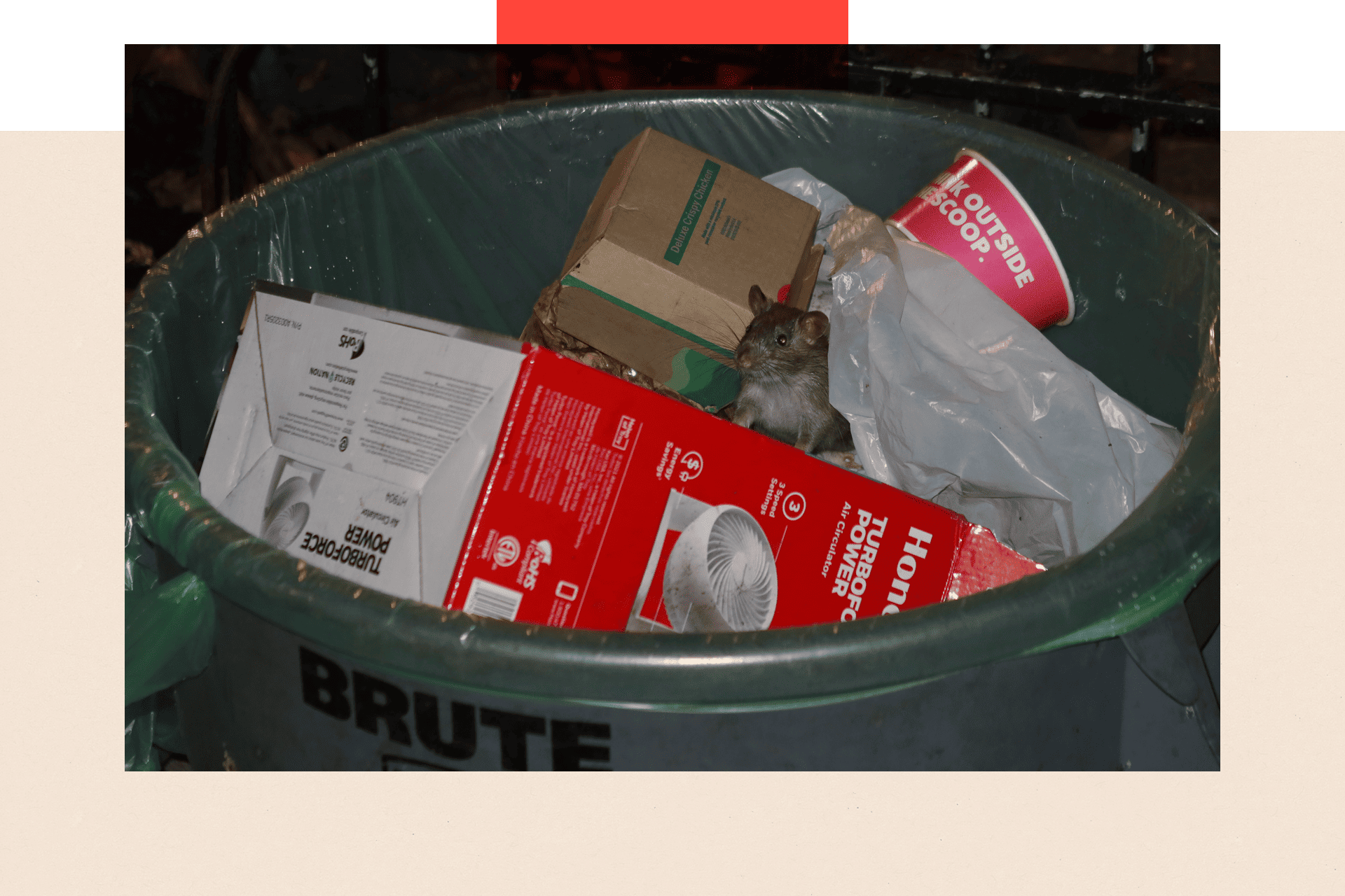 Pacov u kanti za smeće