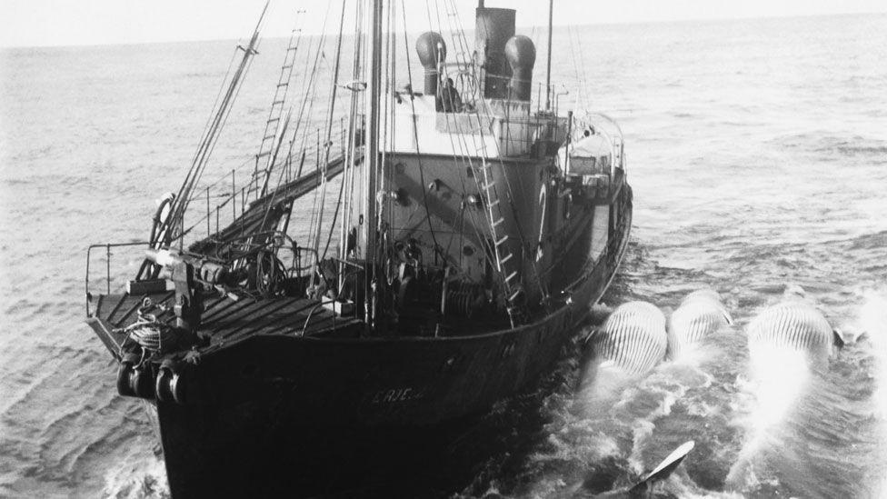 Industrijski lov na kitove na Antarktiku doveo je mnoge vrste na ivicu izumiranja