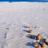 Šta su 'Posejdonove loptice' koje se pojavljuju na obalama Sredozemnog mora 4