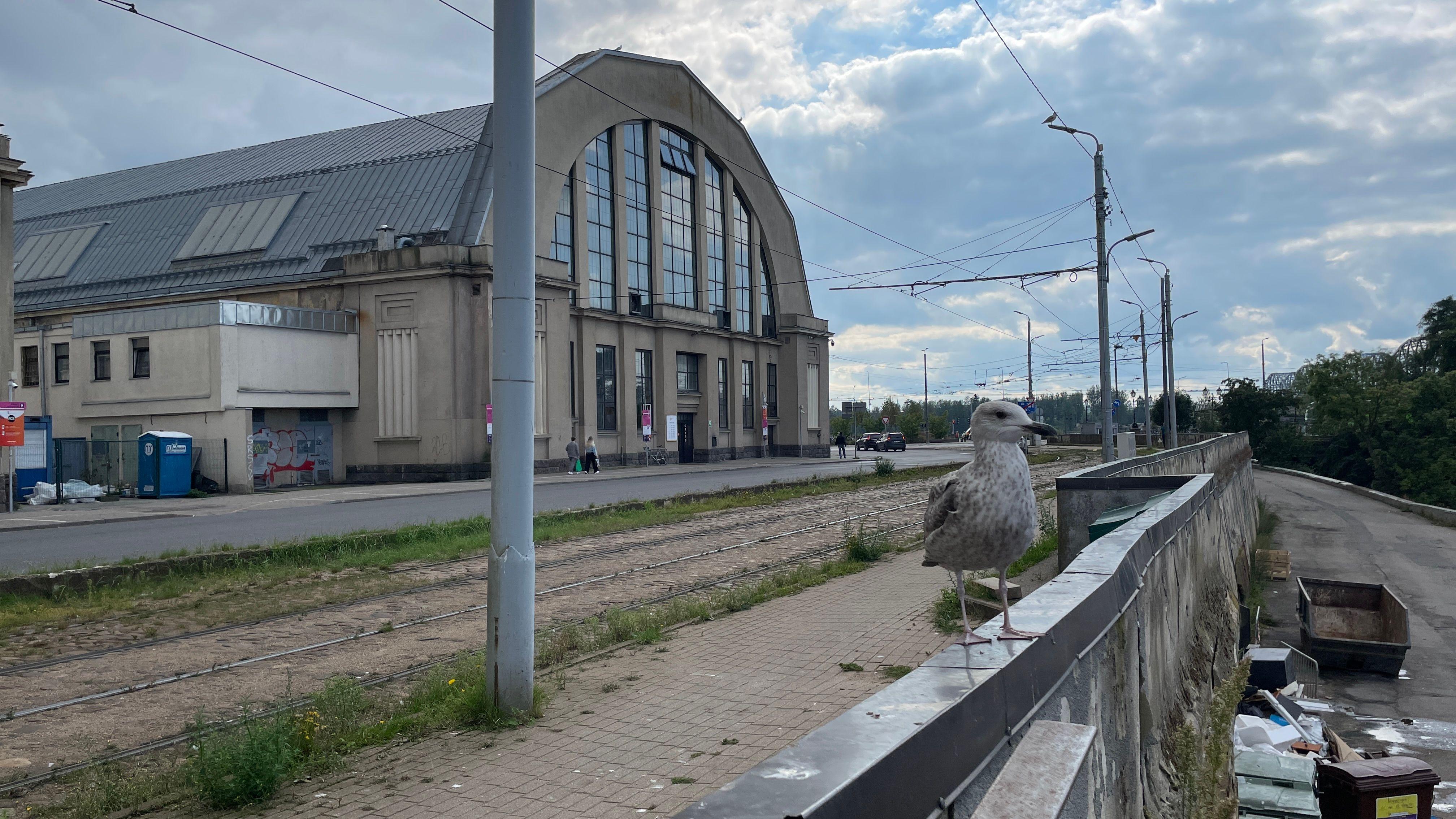 Razglednica Rige: Secesija, zaliv i pijaca 21 A pored ljudi, pijacu posećuju i razne pernate komšije, poput ovog galeba