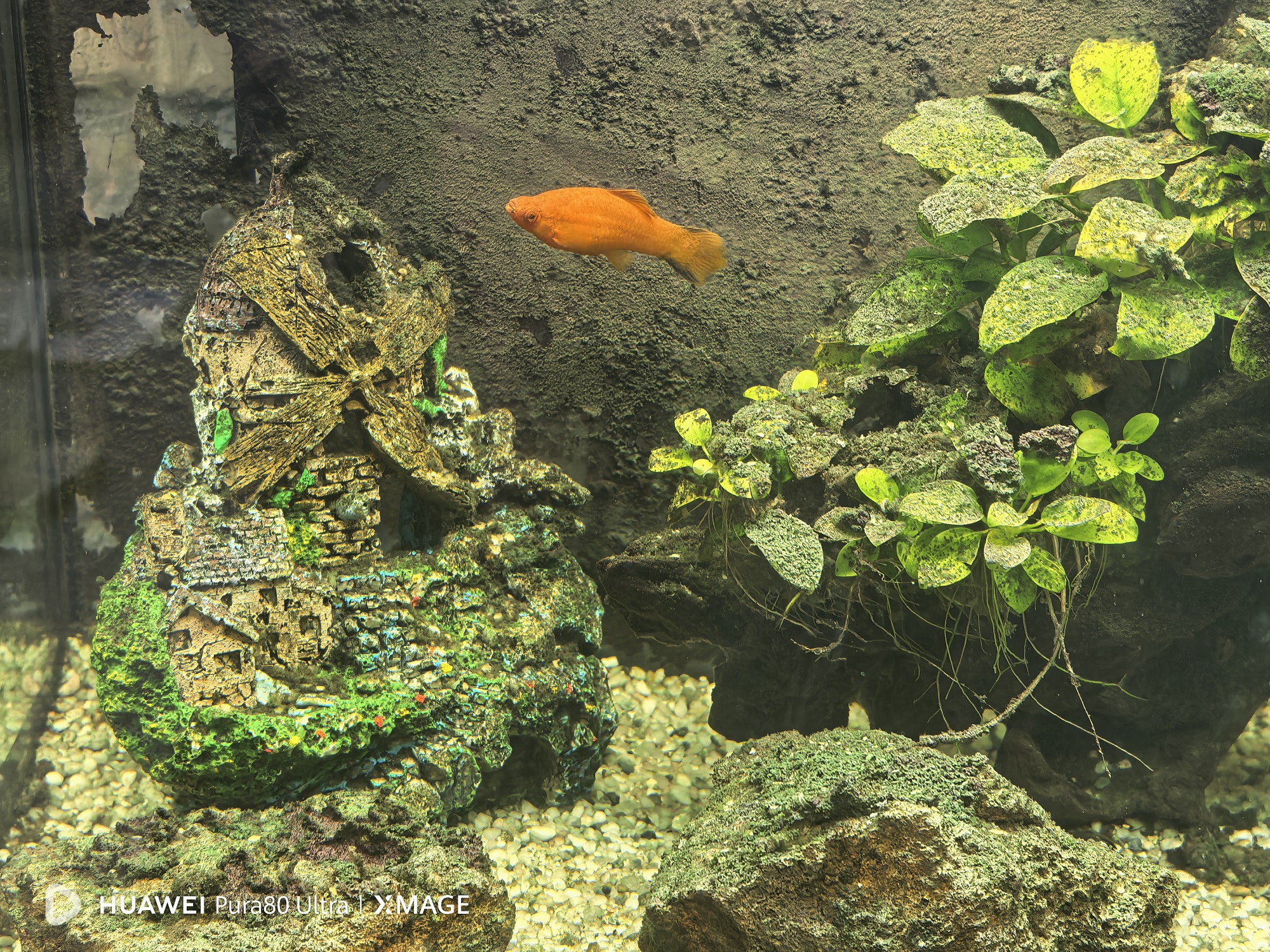 Od svetlosti do slike: Šta sve staje u jedan kadar novog Huawei Pura 80 Ultra telefona 3