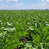 Kompanija Sunoko počela proizvodnju šećera u fabrikama u Vrbasu i Pećincima 9