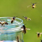 Jednostavni trik koji sprečava gladne ose da vam upropaste izlet 5