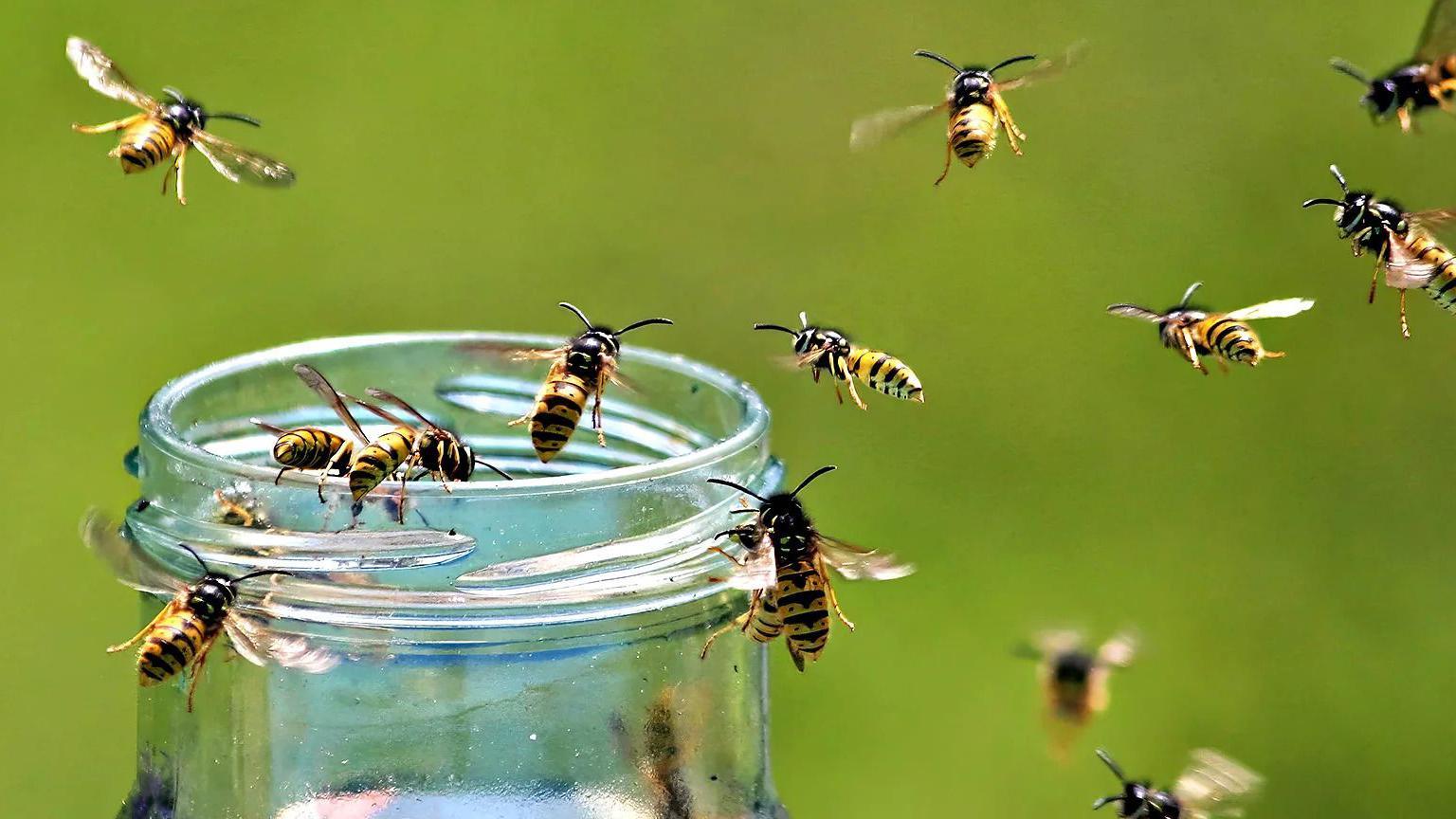 Jednostavni trik koji sprečava gladne ose da vam upropaste izlet 1 ose lete oko tegle