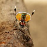 Tajna DNK paukova pauna mogla bi da objasni način na koji se razvijaju nove vrste 3