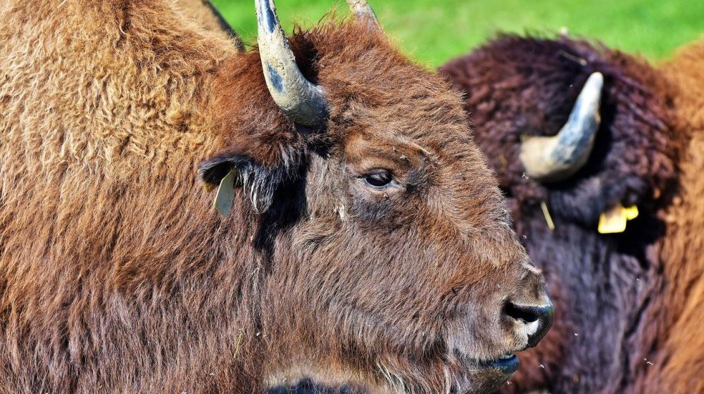 Nacionalni park "Fruška gora": Odbegli bizon Tajfun vratio se kući 1