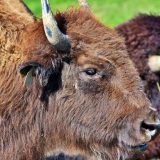 Nacionalni park "Fruška gora": Odbegli bizon Tajfun vratio se kući 10