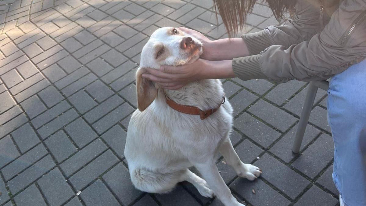 Nacrt zakona o dobrobiti životinja: Šta bi moglo da se promeni za napuštene pse 2 pas i devojka