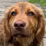 Nacrt zakona o dobrobiti životinja: Šta bi moglo da se promeni za napuštene pse 4