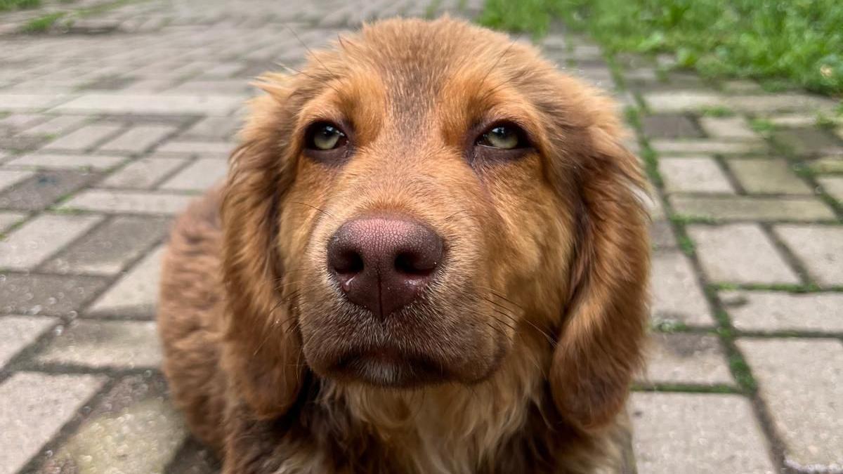 Nacrt zakona o dobrobiti životinja: Šta bi moglo da se promeni za napuštene pse 1 pas