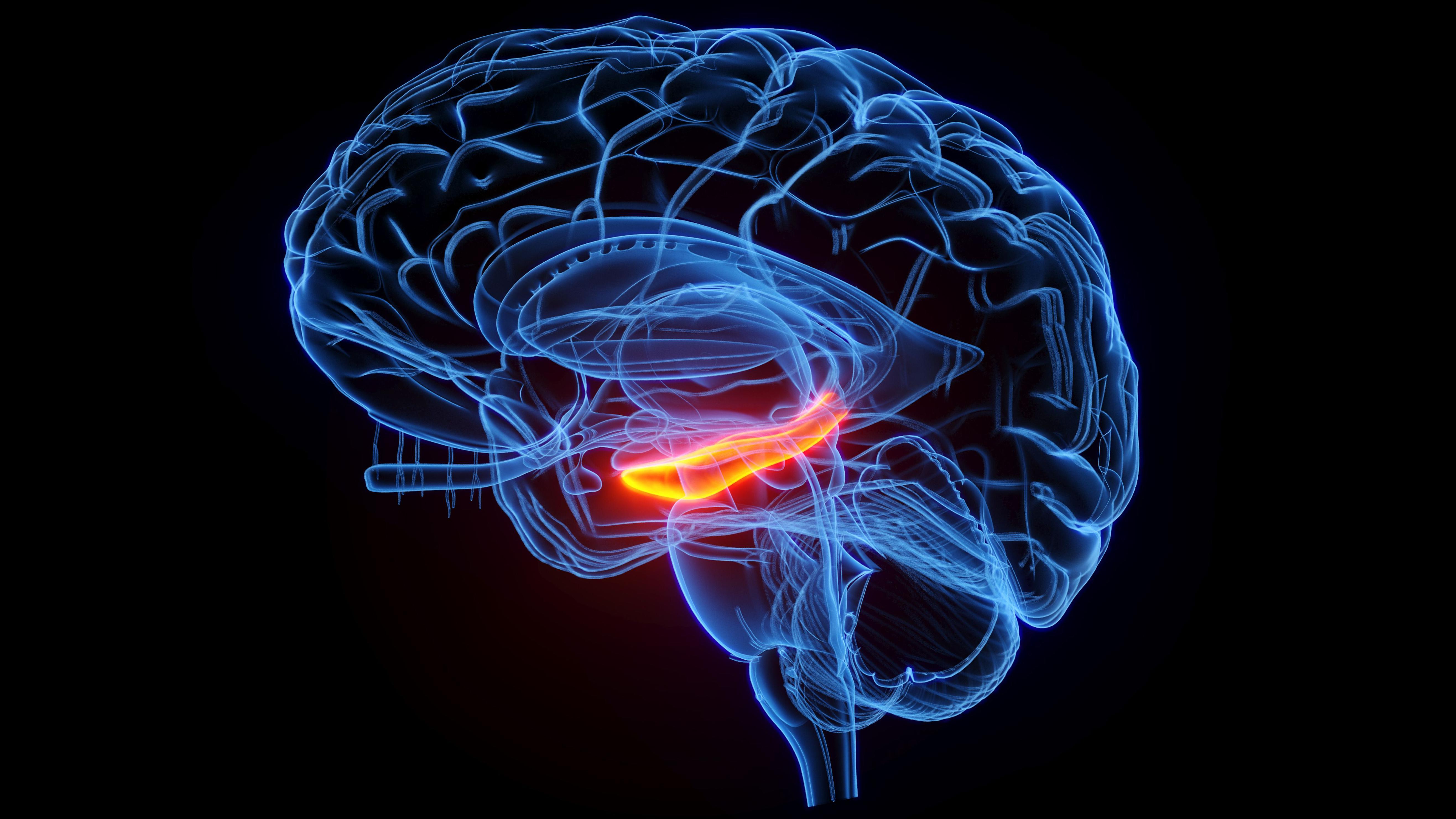 Zašto se ne sećamo perioda kada smo bili bebe 2 ilustracija ljudskog mozga, ljudski mozak