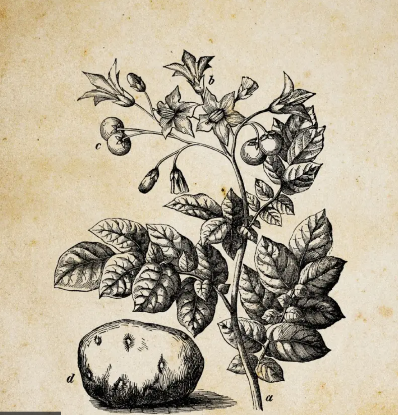 Ilustracija biljke Solanum tuberosum (krompir) sa malim plodovima sličnim paradajzu