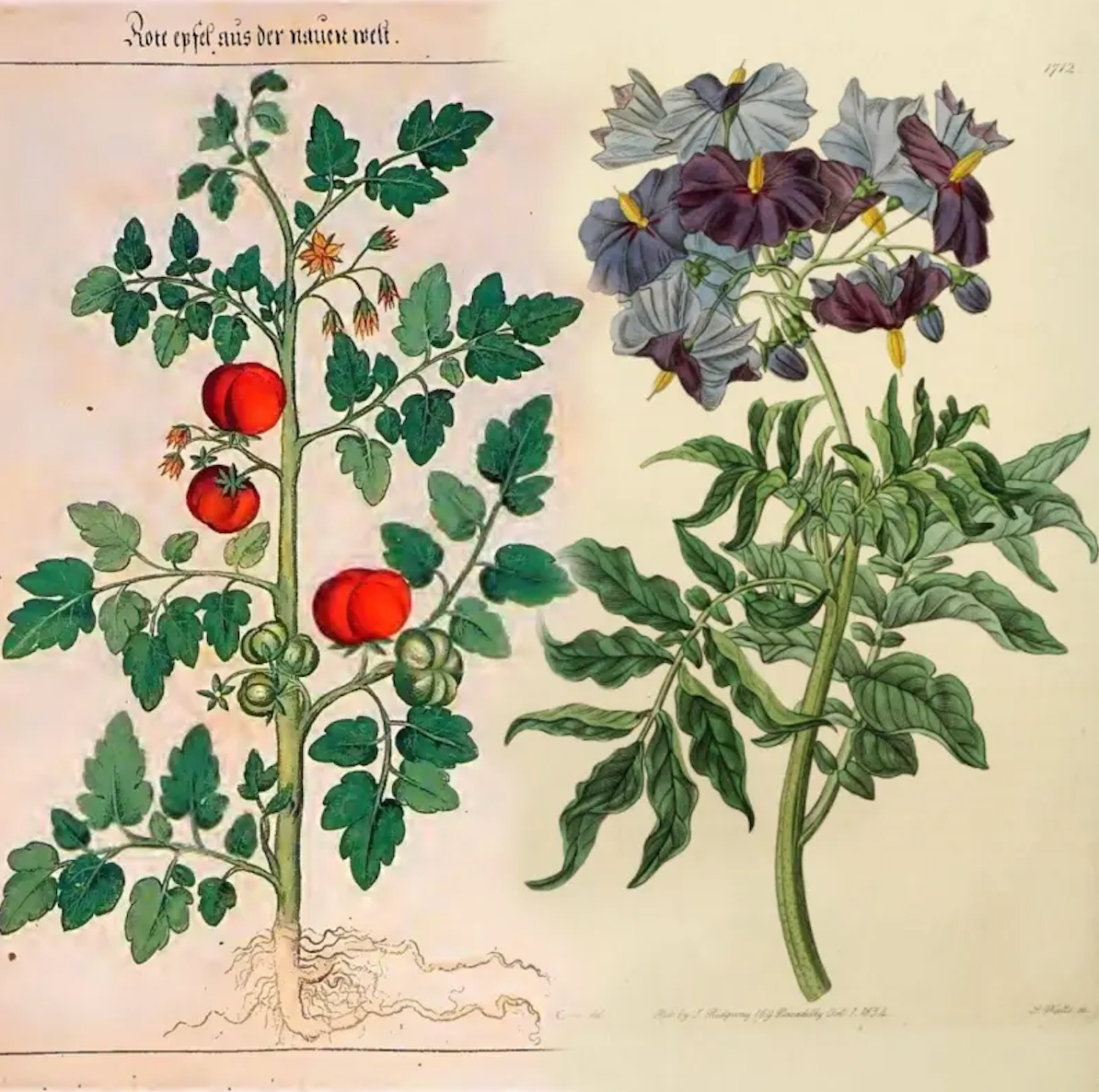 Ilustracija biljke Solanum licopersicum pored biljke Solanum etuberosum
