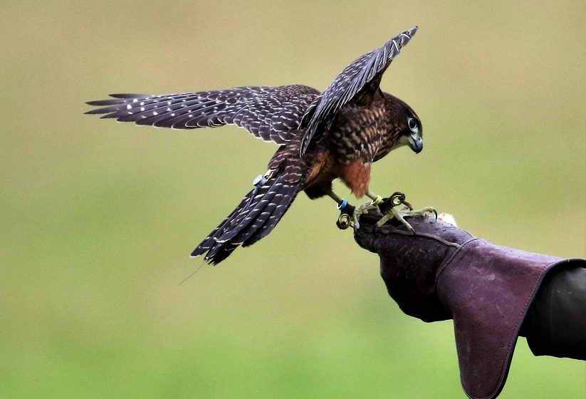 Novozelandski soko proglašen za pticu godine, u konkurenciji 73 autohtone vrste 1