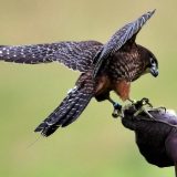 Novozelandski soko proglašen za pticu godine, u konkurenciji 73 autohtone vrste 2