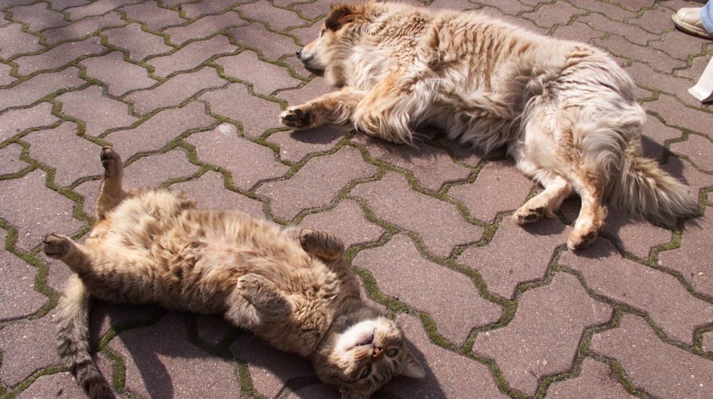 Mačke ili psi: Ko je zaista pametniji? Nauka otkriva istinu 1