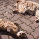 Mačke ili psi: Ko je zaista pametniji? Nauka otkriva istinu 2