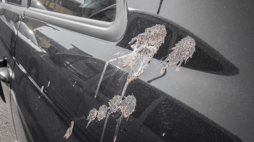 Kako ukloniti ptičji izmet sa automobila bez oštećenja laka 1