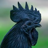 Gde se u Srbiji gaje "ćemani" jedna od najskupljih i najređih rasa kokošaka 1