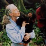 Džejn Gudal je pomogla da bolje razumemo naše najbliže rođake 3