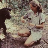 Preminula Džejn Gudal, žena koja je promenila naše viđenje šimpanzi i ljudi 4