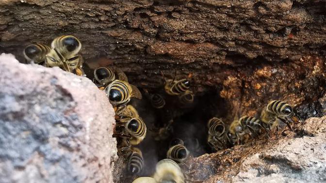 Kako su divlje medonosne pčele postale ugrožene i šta to znači za pčelarstvo 2 roj divljih medonosnih pčela u šupljini među kamenjem