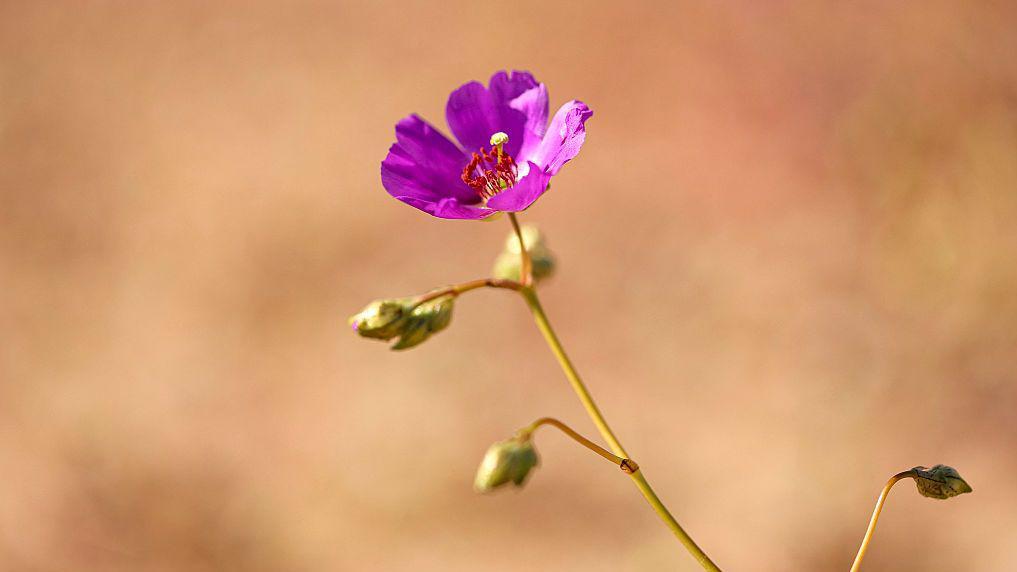 Ljubičasti cvet u pustinji