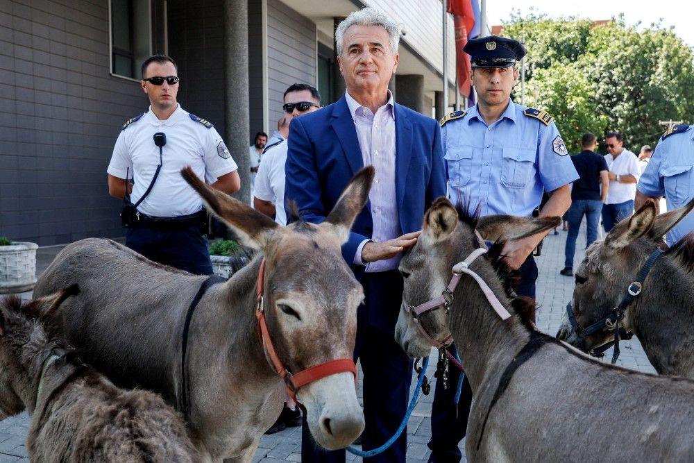 Aljbin Kurti ostaje bez vlasti? Ili novi mandatar ili novi izbori na Kosovu 6 magaraci, advokat doveo magarce ispred skupštine