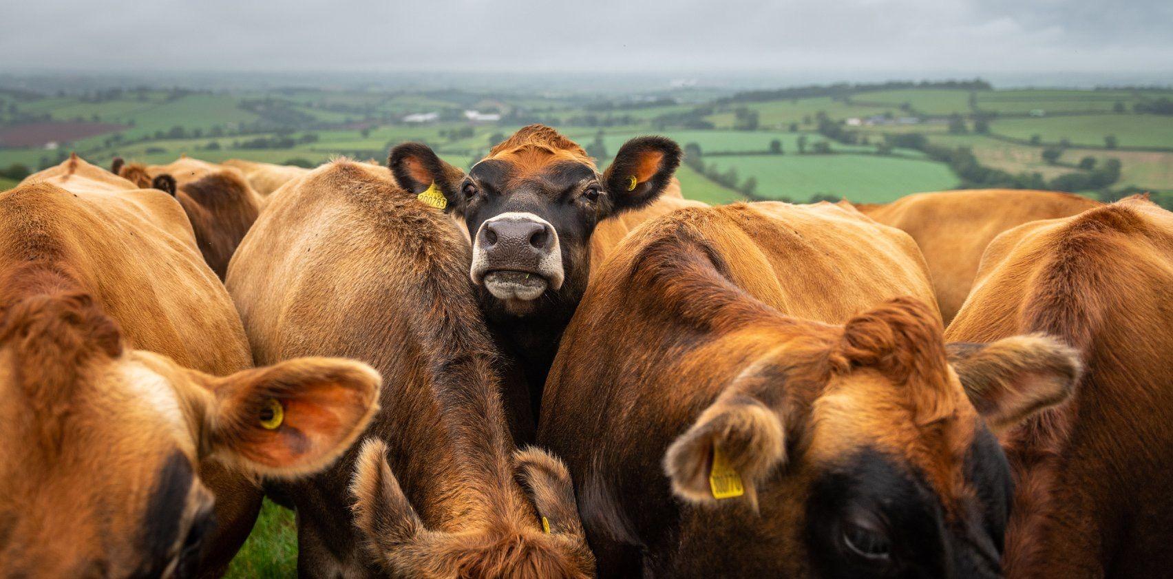 Krave u krdu na proplanku u krupnom planu