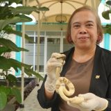 'Kraljica zmija' obećava da će iskoreniti smrtonosne ujede 5