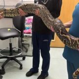 Zmija dugačka nekoliko metara pronađena blizu osnovne škole 4