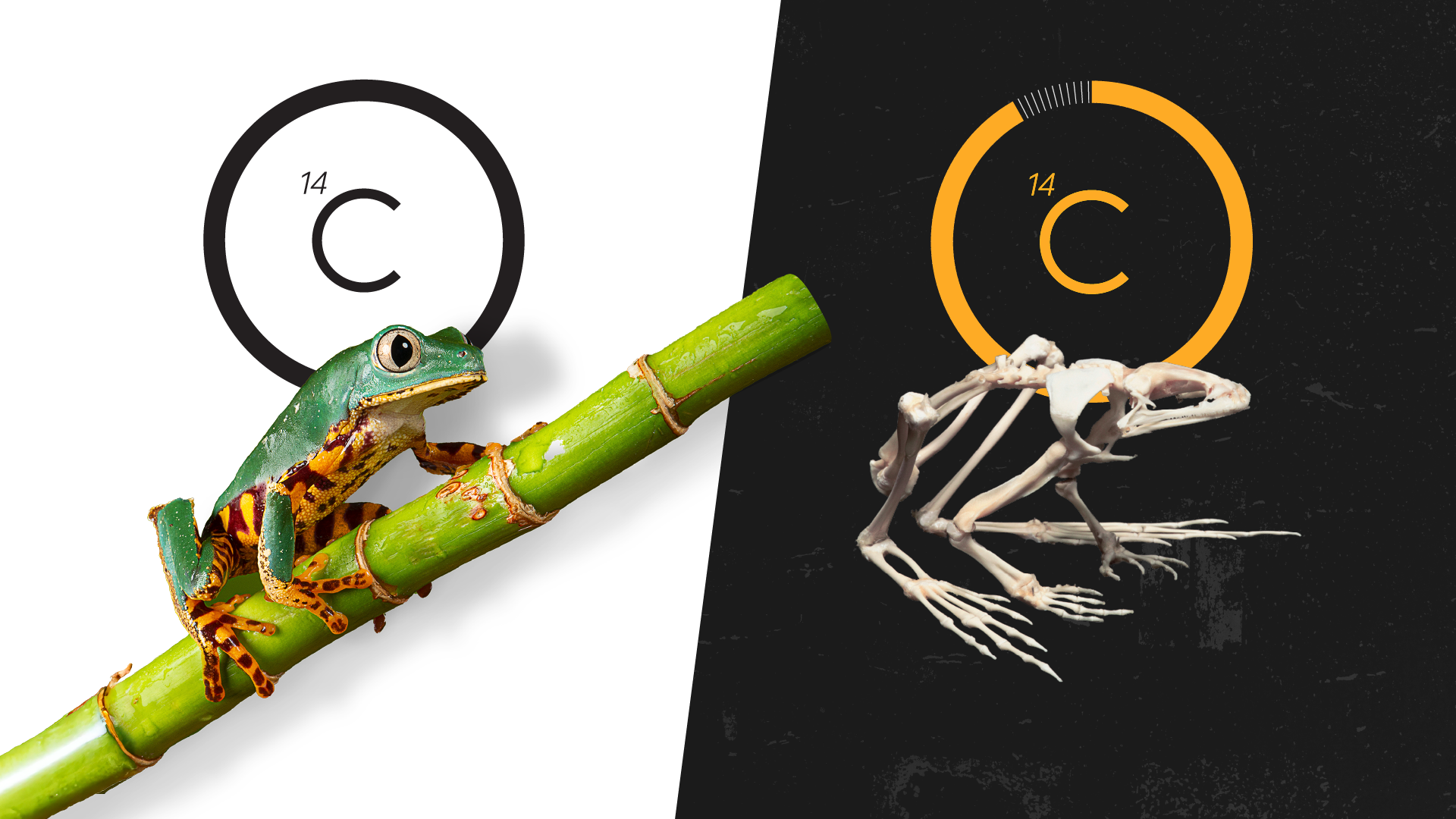 ilustracija sa žabom i ugljenikom-14